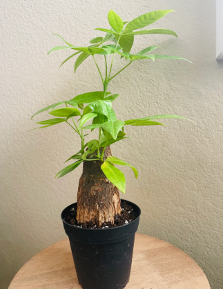 4" Pachira (Money Tree)