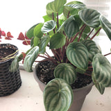 4" Watermelon Peperomia