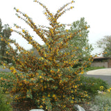5 Gallon Fremontodendron 'California Glory'