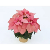 5" Poinsetta Pink