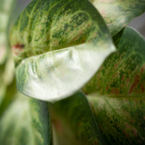 Faux Variegated Caladium Bush