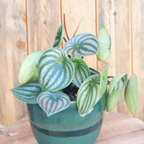 4" Watermelon Peperomia