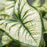 Faux Syngonium Variegated Leaf Bush