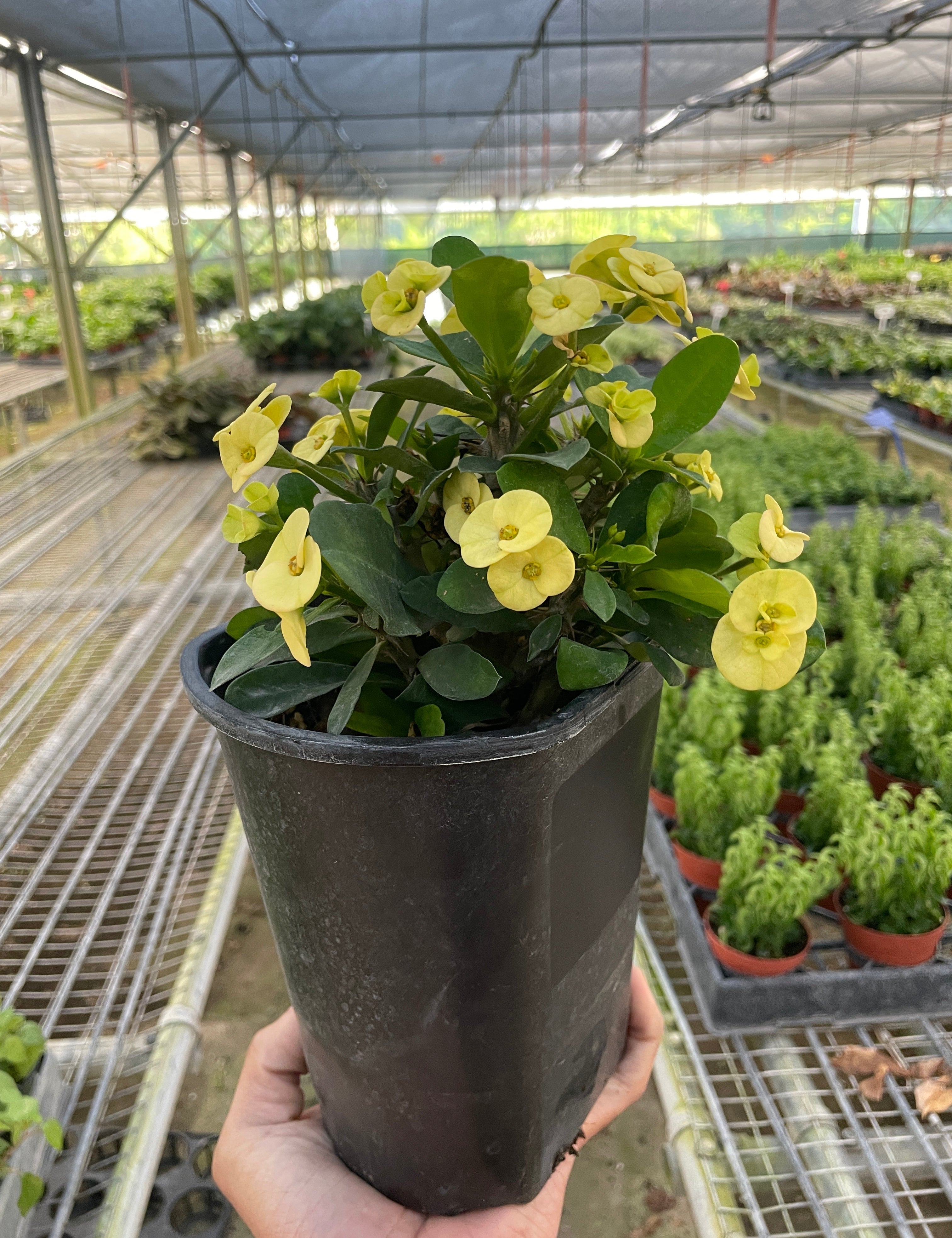 Crown of Thorns