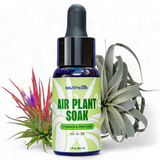 Air Plant Fertilizer