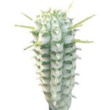 4" Euphorbia Mammillaris Variegate (Variegated Corn Cob Cactus)
