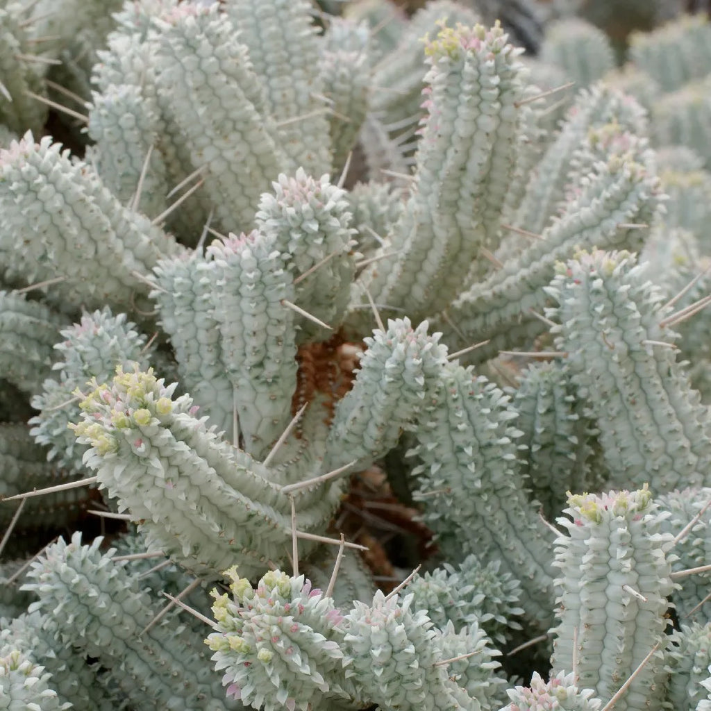 4" Euphorbia Mammillaris Variegate (Variegated Corn Cob Cactus)