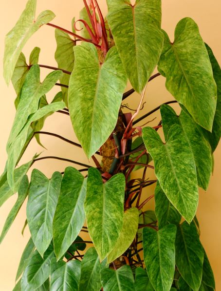6" Philodendron Painted Lady