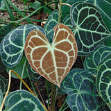 4" Anthurium clarinervium