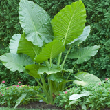 12" Alocasia