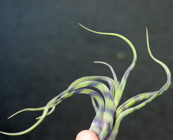 Striped Caput Tillandsia