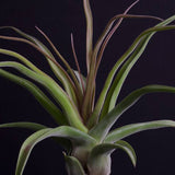 Tillandsia Streptophylla