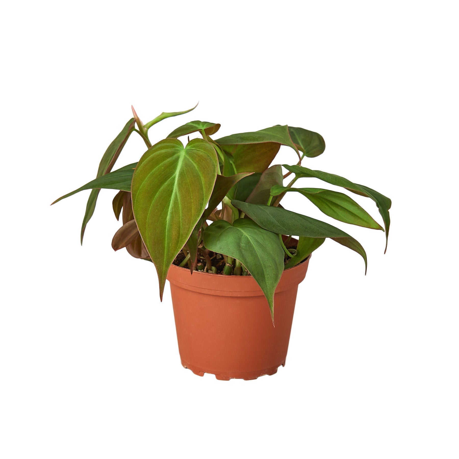 Philodendron 'Velvet' Mican