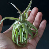 Tillandsia Streptophylla