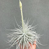 Tillandsia Tectorum