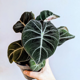 6" Alocasia Black Velvet