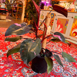 10" Philodendron Pink Princess (Philodendron erubescens 'Pink Princess')