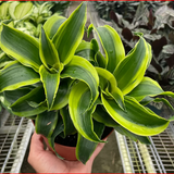 4" Plants - 4 Styles