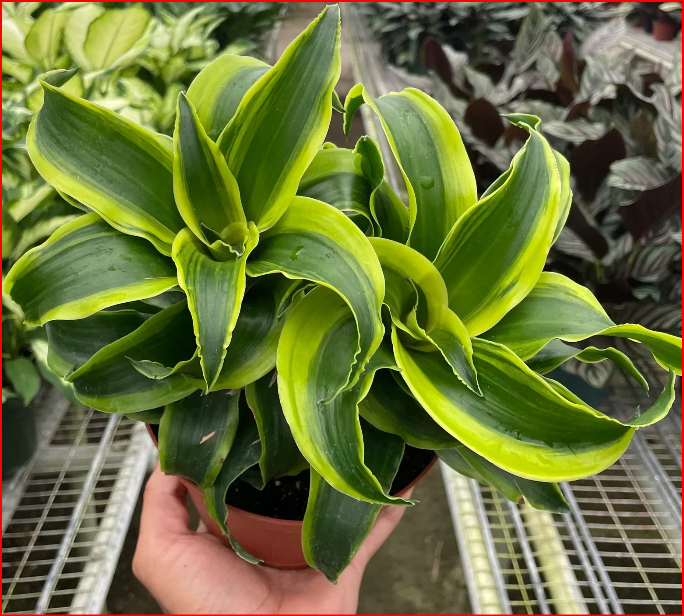 4" Plants - 4 Styles