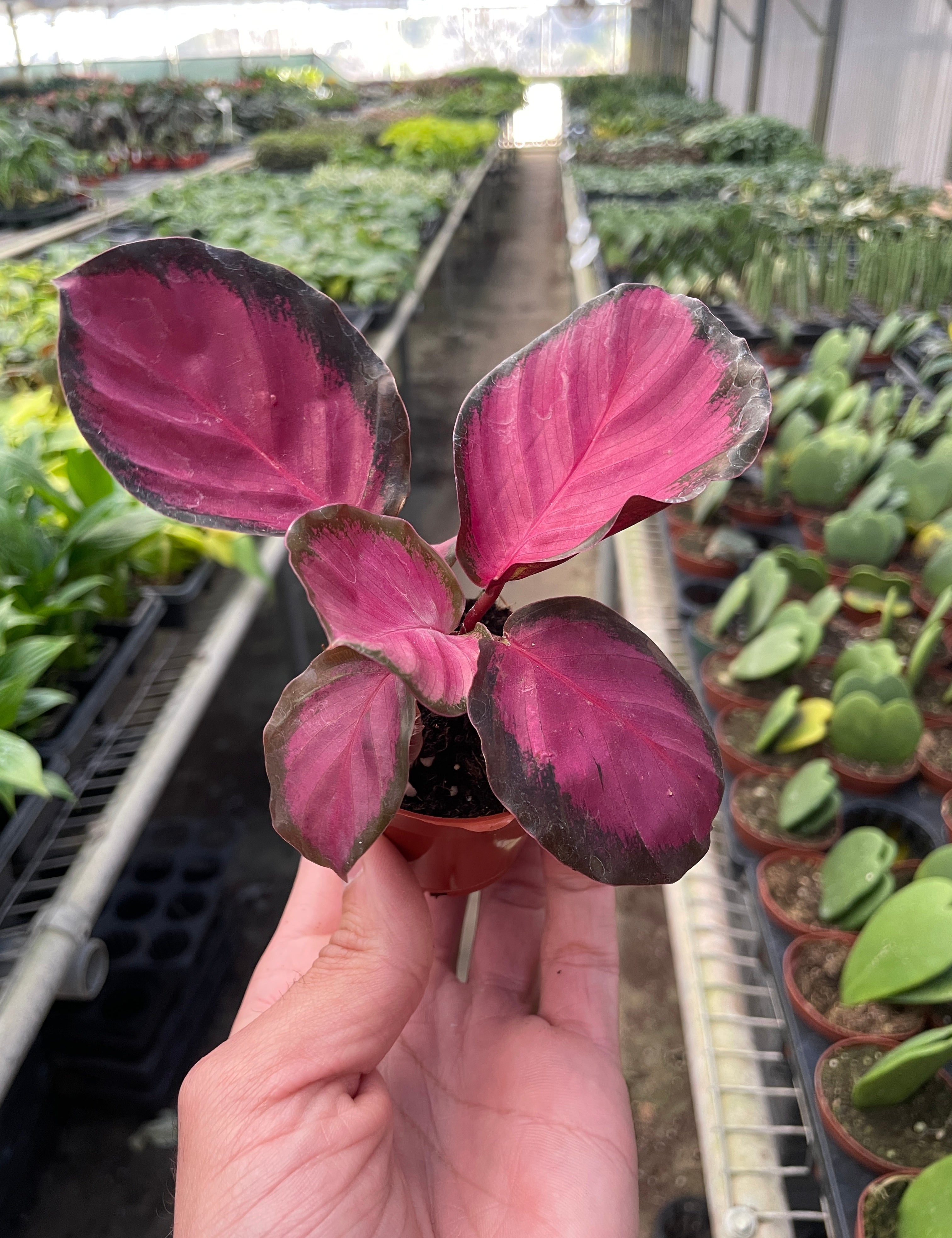 Calathea 'Purple Rose'