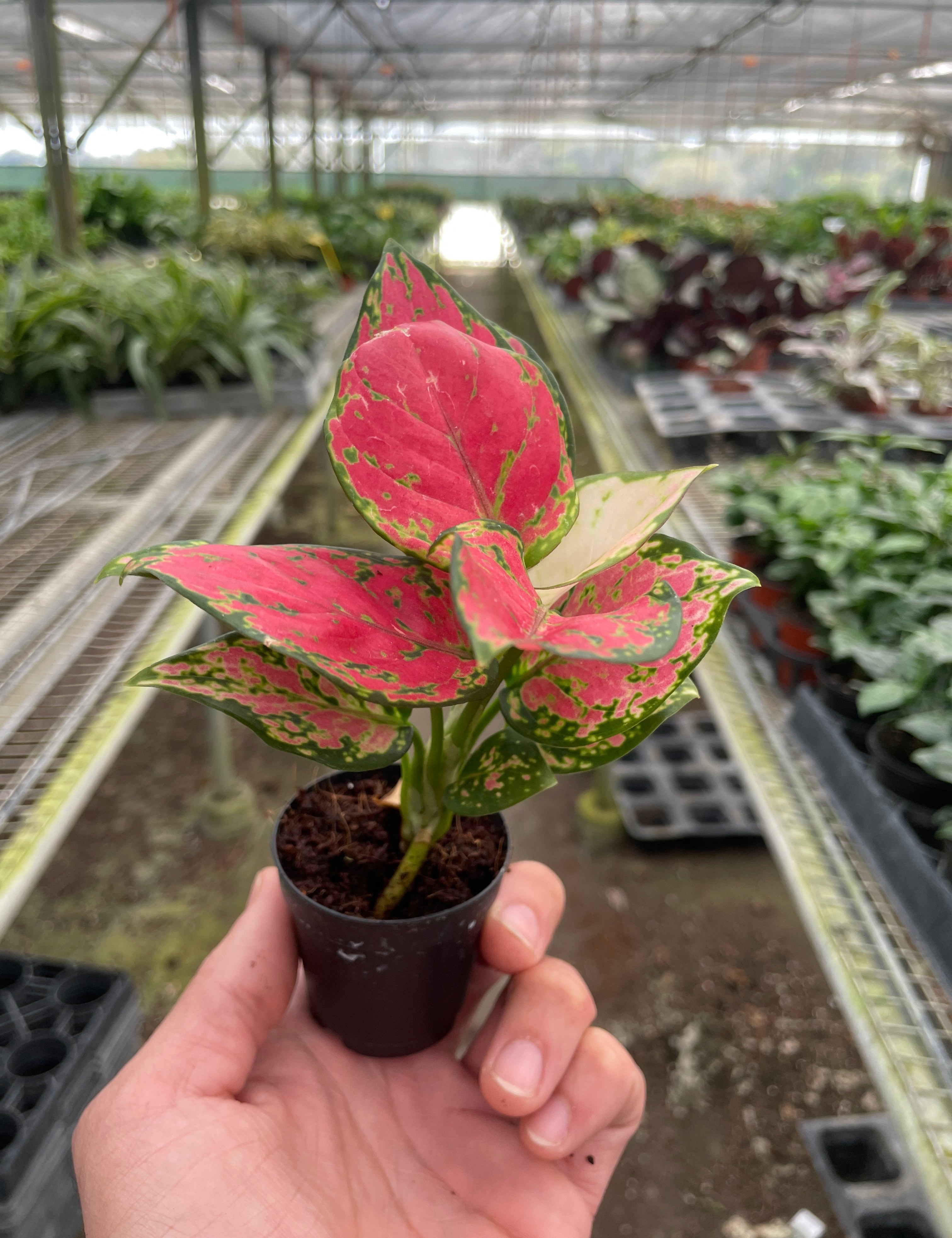 Chinese Evergreen 'Lady Valentine'