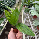 Monstera 'Peru'