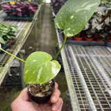 Monstera 'Thai Constellation'