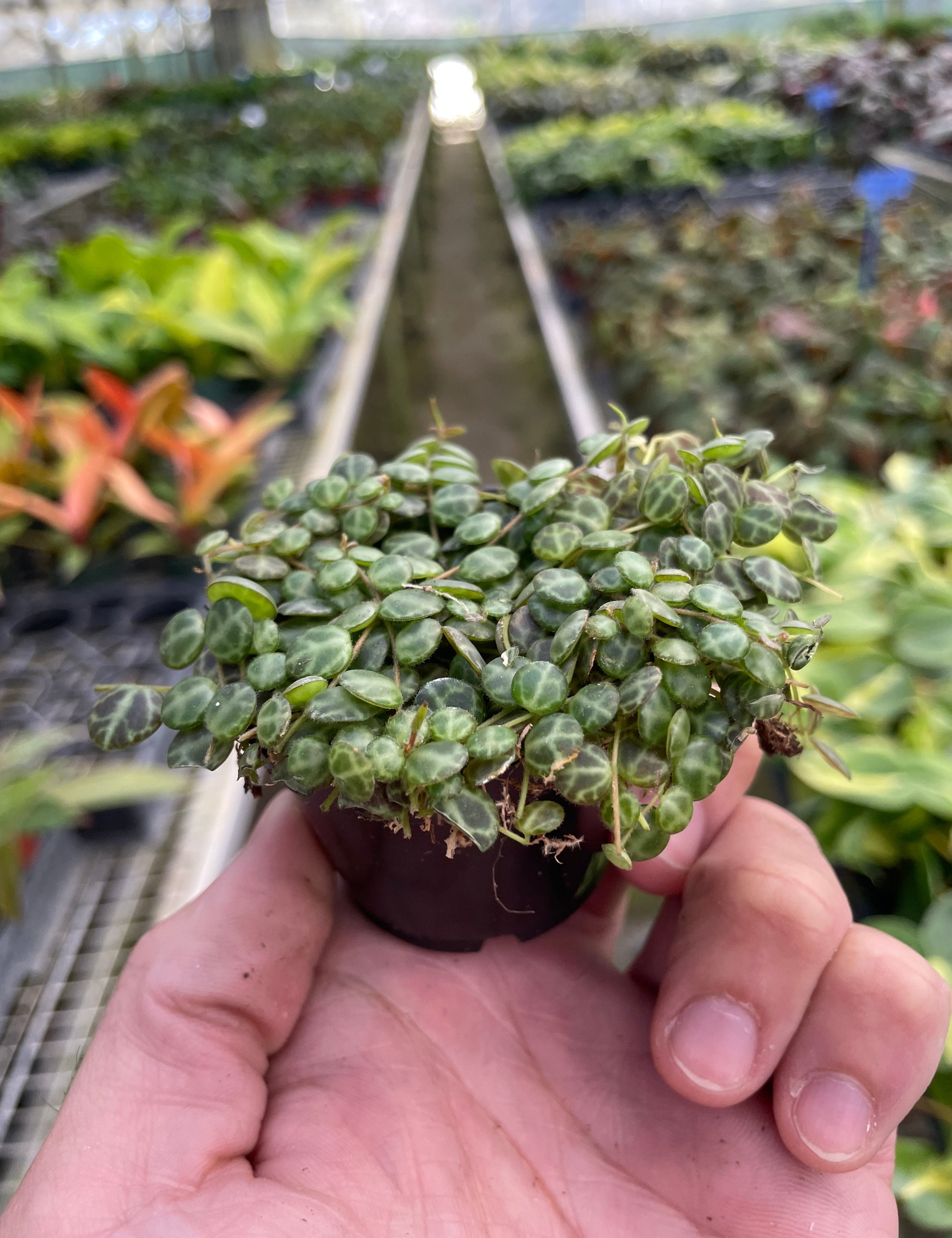 Peperomia Prostrata 'String of Turtles'