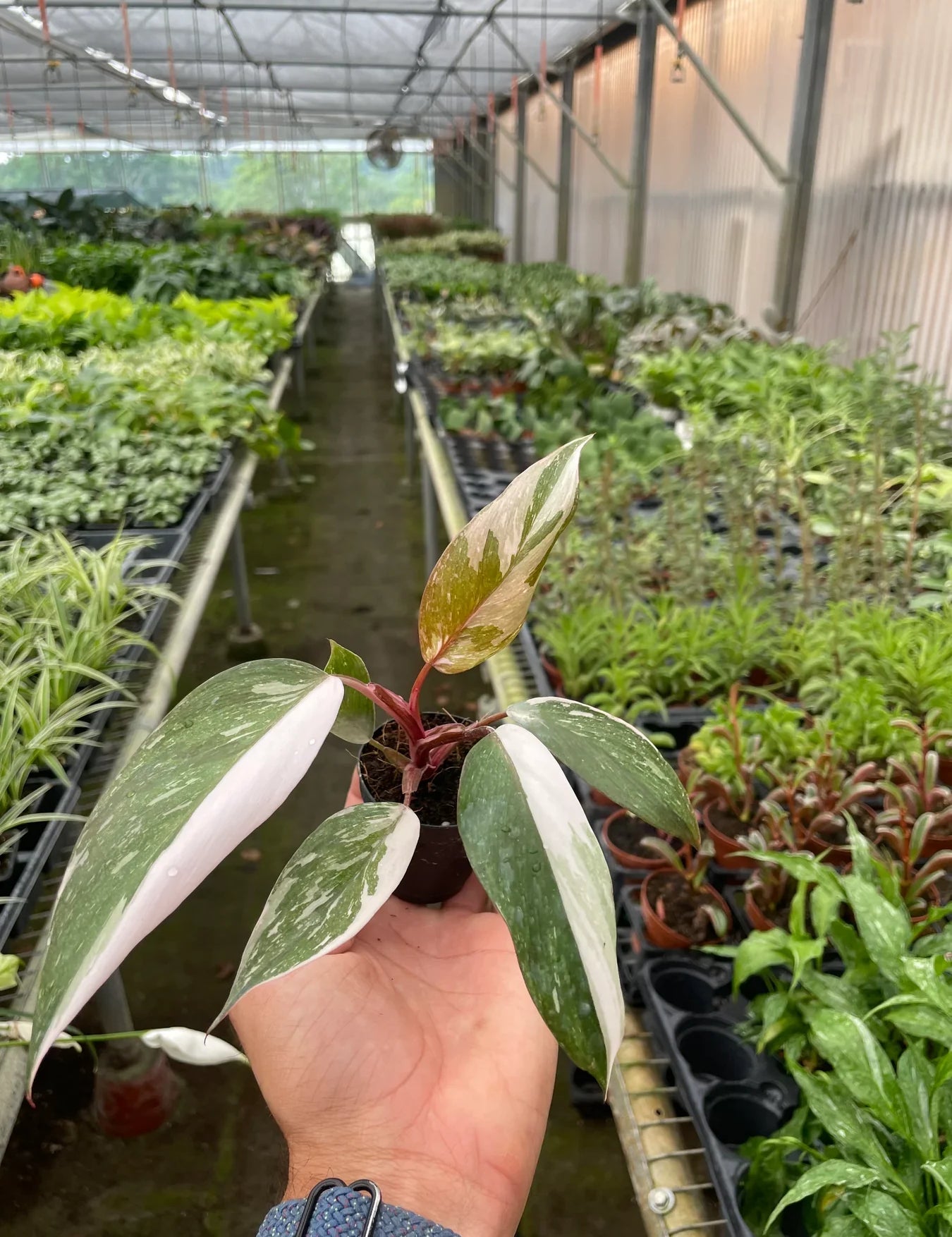 Philodendron 'Pink Princess'