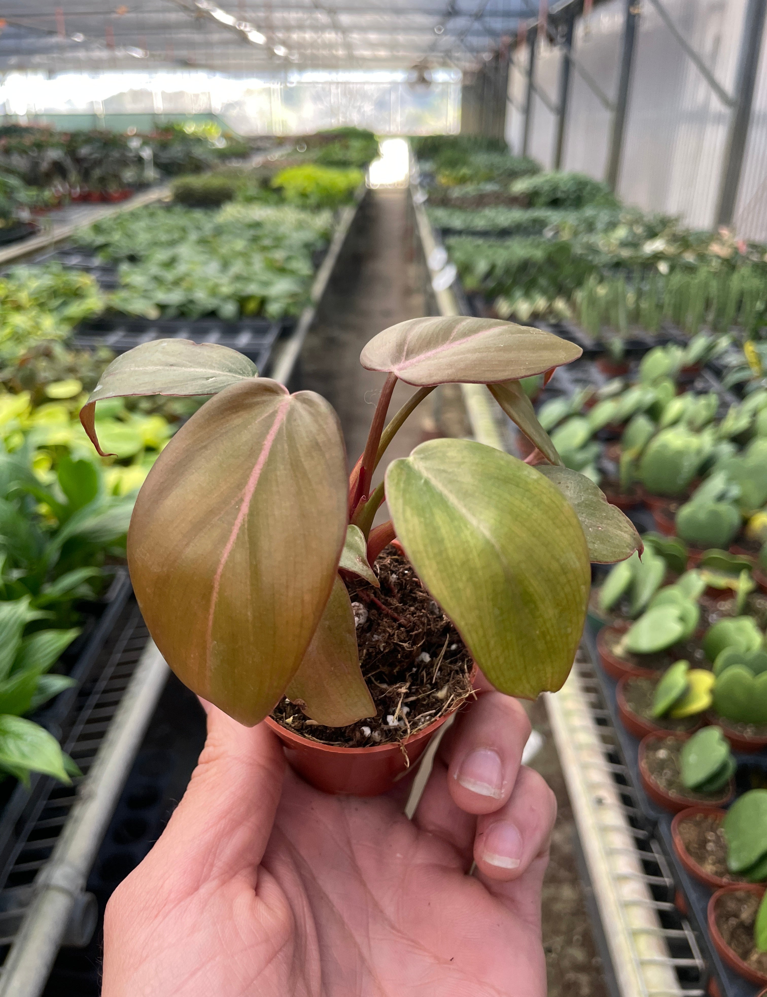 Philodendron 'Summer Glory'