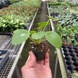 Pilea Peperomioides 'Chinese Money'