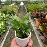 Variegated Spathiphyllum 'Domino'