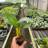 White Bird of Paradise 'Strelitzia Nicolai'
