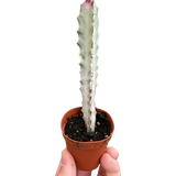 Euphorbia 'Dragon Bone'
