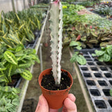 Euphorbia 'Dragon Bone'
