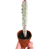 Euphorbia 'Dragon Bone'