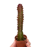 Euphorbia 'Trigona Rubra'