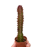 Euphorbia 'Trigona Rubra'
