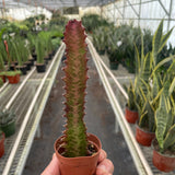Euphorbia 'Trigona Rubra'