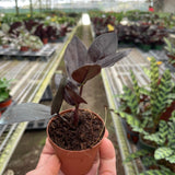 ZZ Zamioculcas 'Raven’