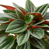 Peperomia Rosso