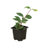 Peperomia 'Parallel'