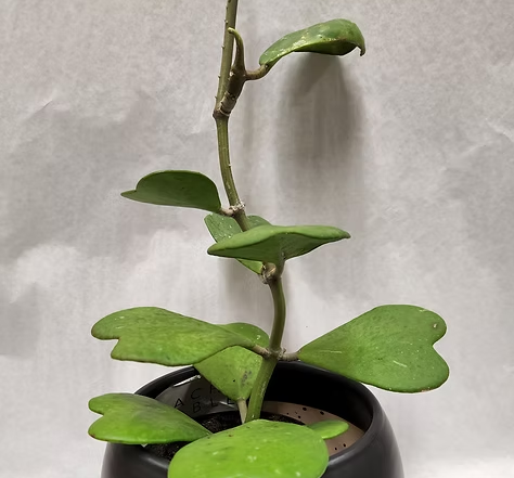 3" Hoya Kerri