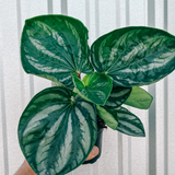 4" Watermelon Peperomia 'Ecuador'