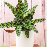 4" Plants - 4 Styles