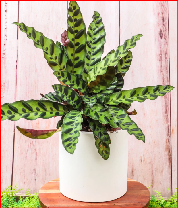 4" Plants - 4 Styles