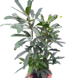 Aralia 'Green'