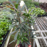 Aralia 'Green'