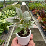 Ficus Elastica 'Tineke'