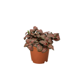 Fittonia 'Red'